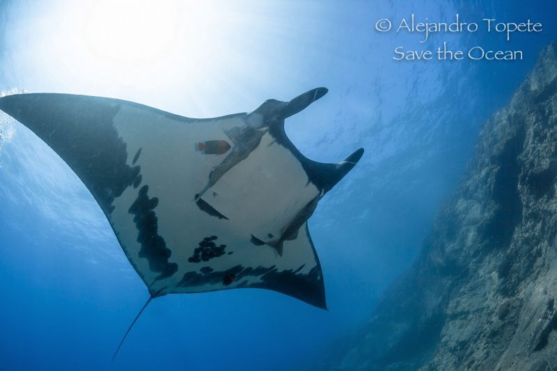 Mantaray and Sun, Socorro Island México by Alejandro Topete 