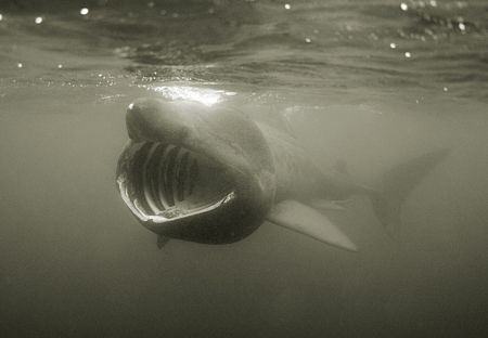 Basking shark swimming in the English Channel. D200 in Se... by Jean-Philippe Trenque 