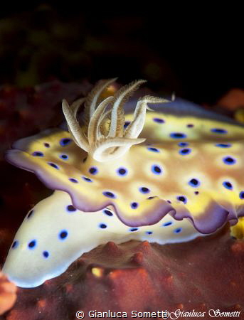 nudibranco by Gianluca Sometti 