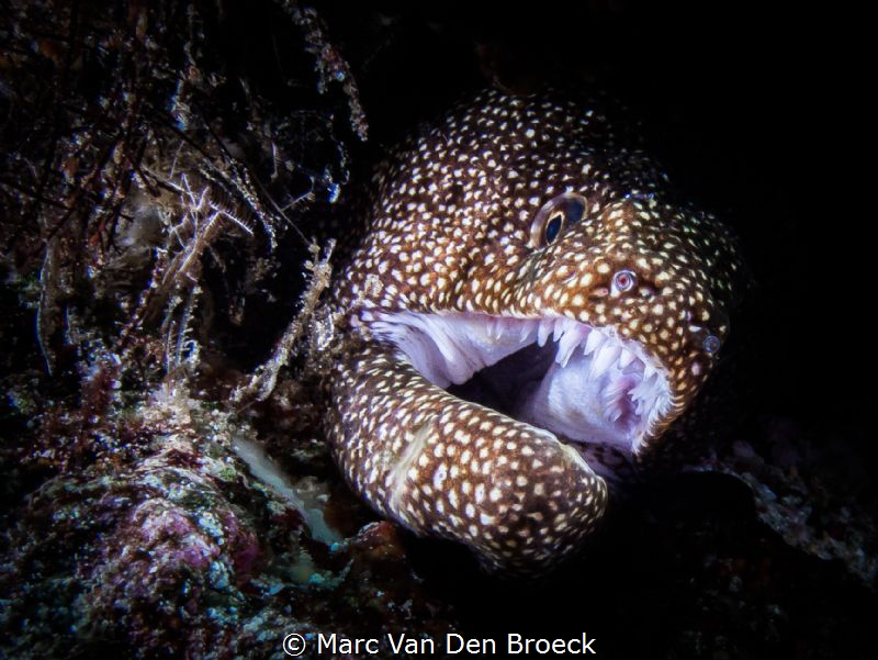 Whitemouth by Marc Van Den Broeck 