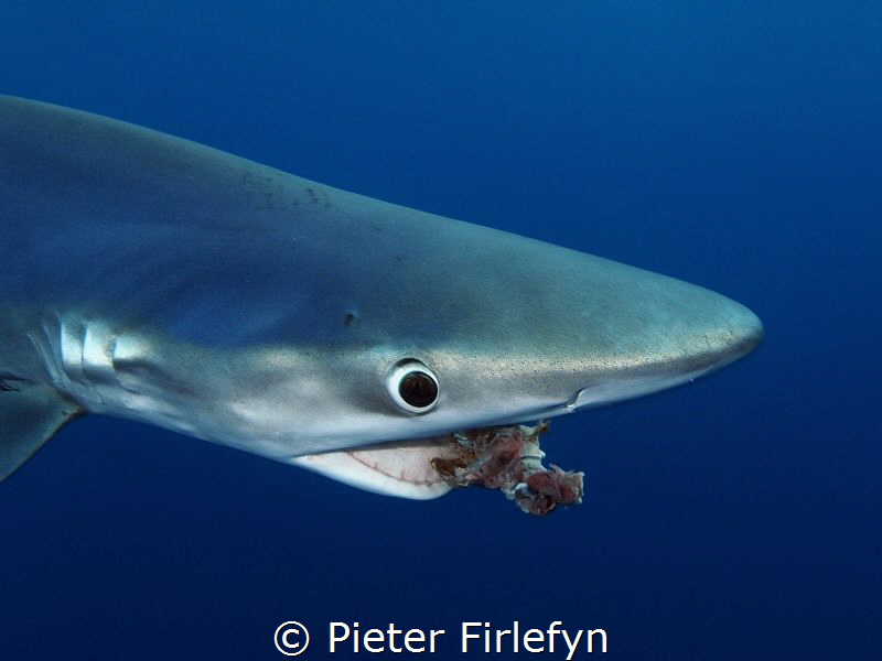 Blue shark by Pieter Firlefyn 