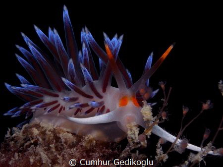 Cratena peregrina by Cumhur Gedikoglu 