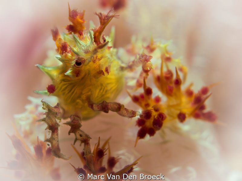 candy by Marc Van Den Broeck 