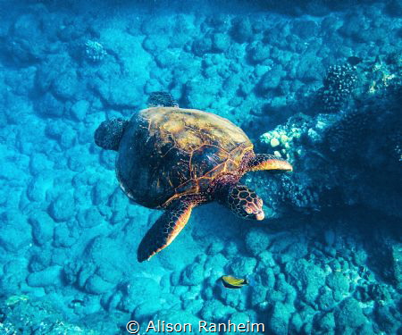 Black Rock, Maui by Alison Ranheim 