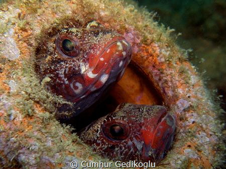 Gobius cruentatus
INSIDERS by Cumhur Gedikoglu 