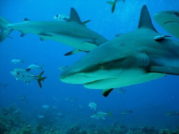 good shark/ cara a cara point by Frank Catrini 