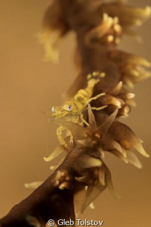 Wire coral shrimp eye contact by Gleb Tolstov 