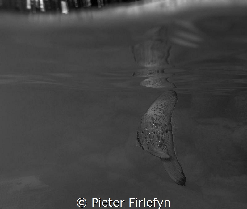 	
batfish: platax orbicularis juveniles by Pieter Firlefyn 
