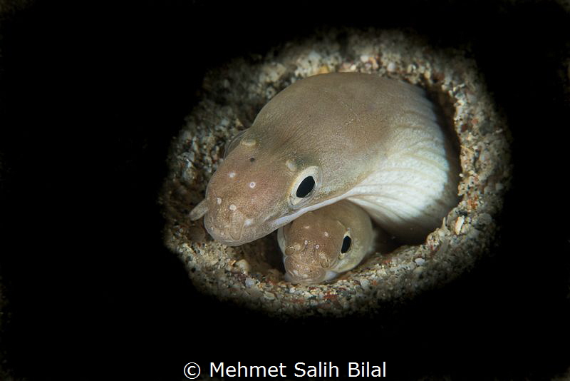 Aren't they cute?
Pseudechidna brummeri sp. by Mehmet Salih Bilal 