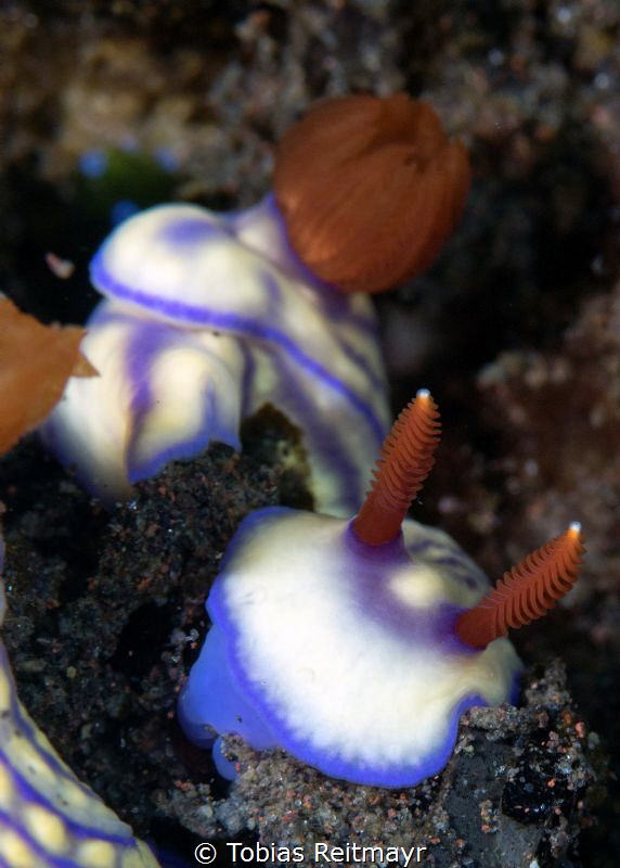 Hypselodoris, Saraya, Bali by Tobias Reitmayr 