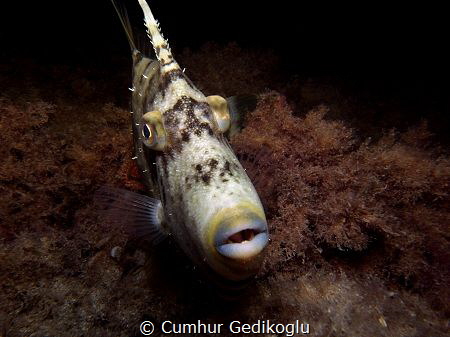 Stephanolepis diaspros
FACE TO FACE by Cumhur Gedikoglu 