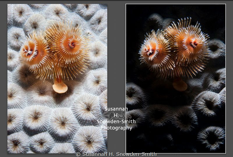 "Christmas Comparison" - I photographed these same Christ... by Susannah H. Snowden-Smith 