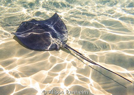 Cruising by Alison Ranheim 
