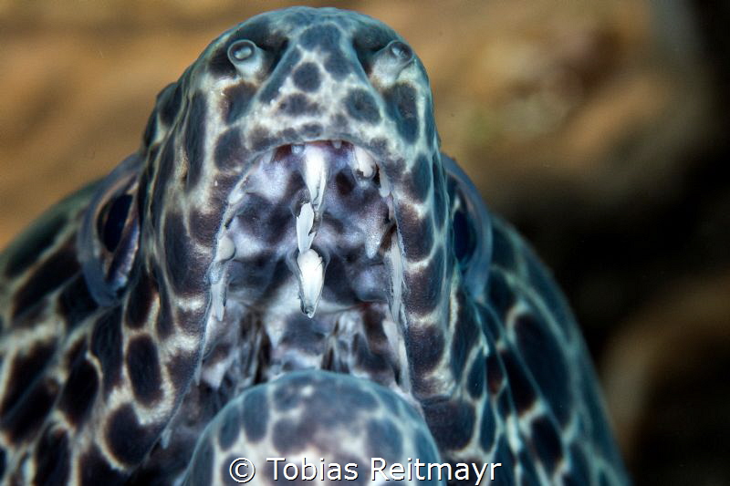 Honeycomb moray, Saraya, Bali by Tobias Reitmayr 