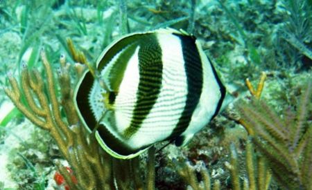 Banded Butterflyfish seen June 2006 at Marathon Key Flori... by Bonnie Conley 