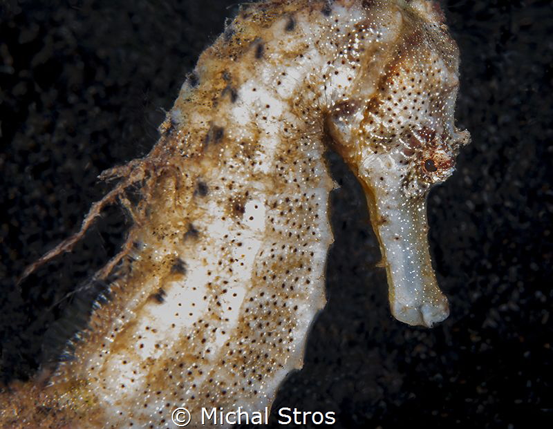 Seahorse by Michal Stros 