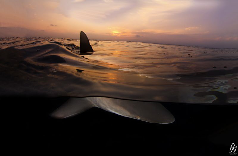 "Serenity" 
Oceanic Blacktip cruising quietly past as th... by Allen Walker 