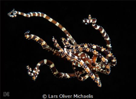 Wonderpus by Lars Oliver Michaelis 