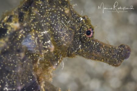 I'm watching you by Mario Robillard 