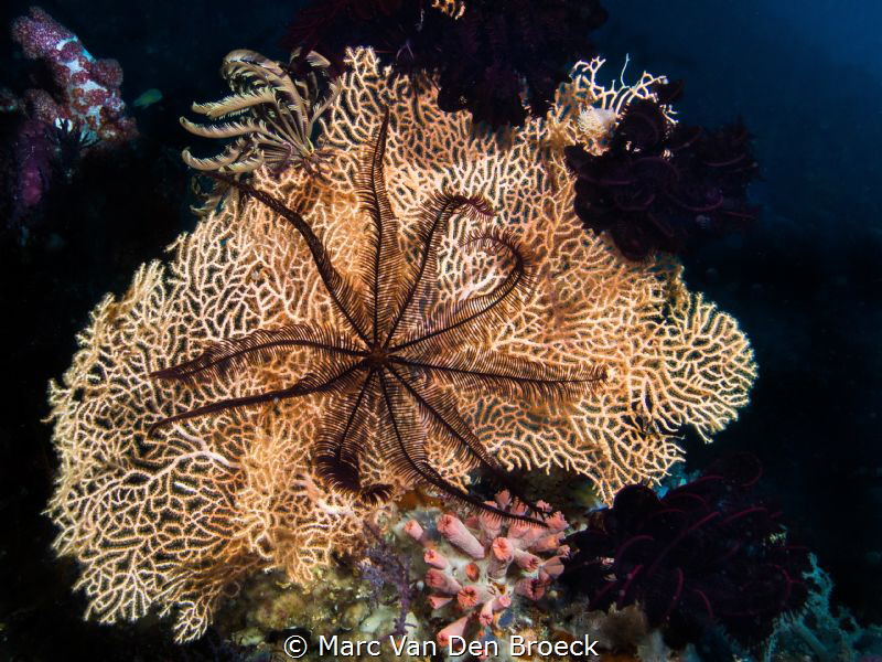 a star in the net by Marc Van Den Broeck 