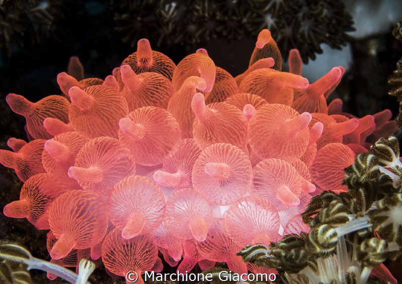 Red anemone . Komodo.
Nikon D200 . 60 macro . Two strobo by Marchione Giacomo 