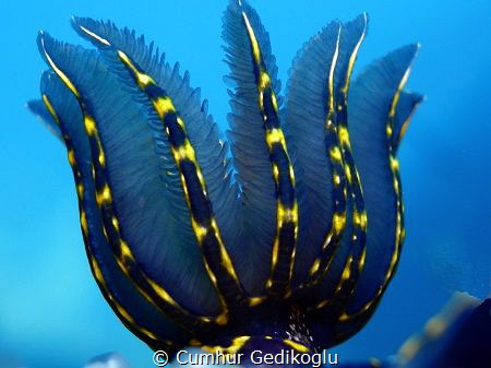 Felimare picta
GILLS by Cumhur Gedikoglu 