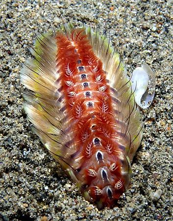 Fireworm!! This guy was about 2.5 cm wide, scary. Imagine... by Nick Hobgood 