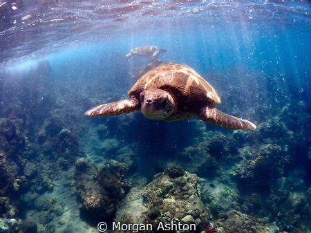 Face to Face by Morgan Ashton 