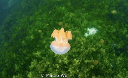 The golden jellyfish roaming the sleeping garden/ kakaban by Macro Wu 