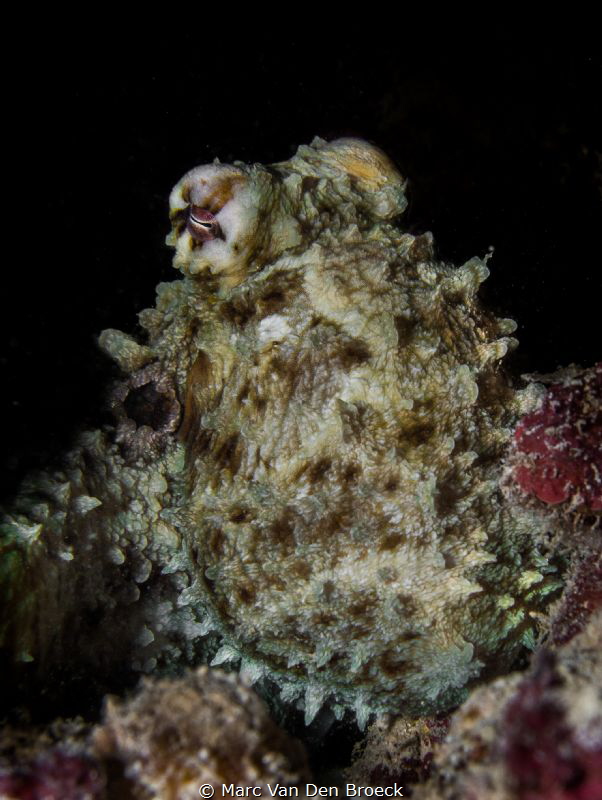 blackocto by Marc Van Den Broeck 