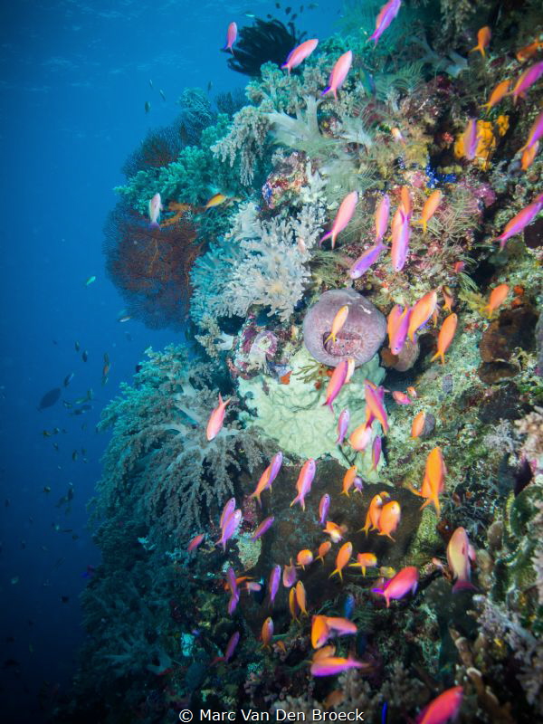 pinckfish by Marc Van Den Broeck 