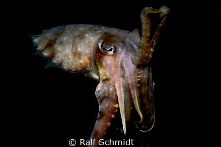Nightdive and close contact to a nightswimmer... by Ralf Schmidt 