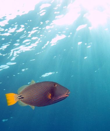 Orange striped triggerfish taken at Sharksbay with Olympu... by Nikki Van Veelen 
