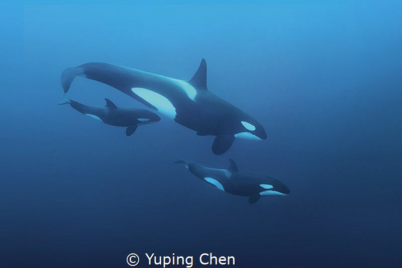 Orcinus orca/Killer whale/Norway/Canon 5D MarkIII, 24mm l... by Yuping Chen 