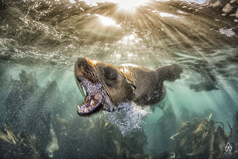 "Bark"

You think sharks are dangerous!!!!...try Cape F... by Allen Walker 