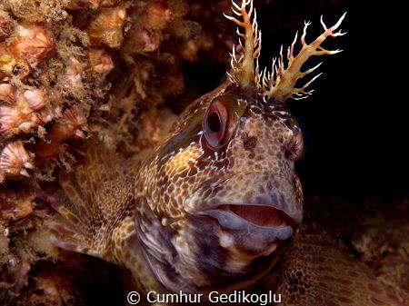 Parablennius gattorugine by Cumhur Gedikoglu 