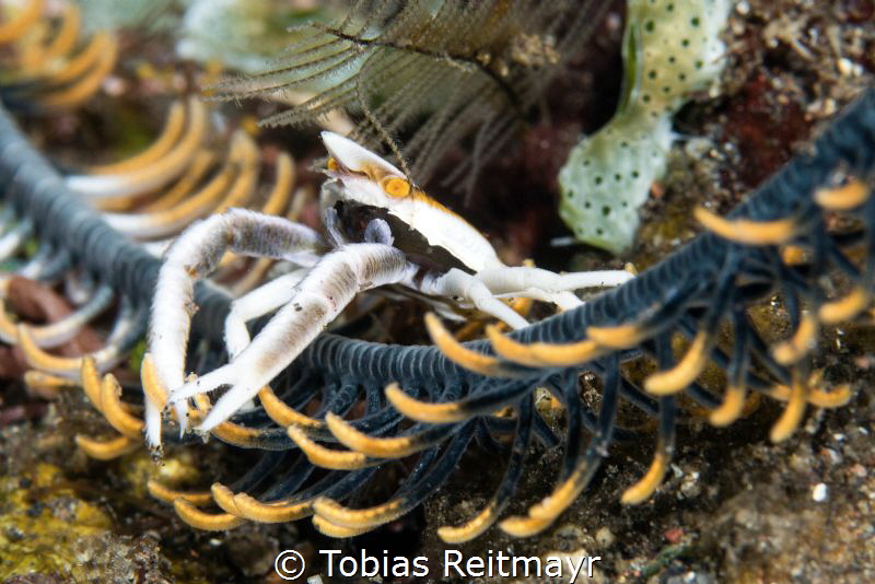 Squat lobster on feather star, Coral Garden, Bali by Tobias Reitmayr 