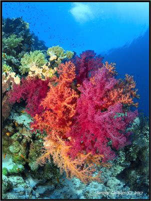 Coral garden. by Sergey Lisitsyn 