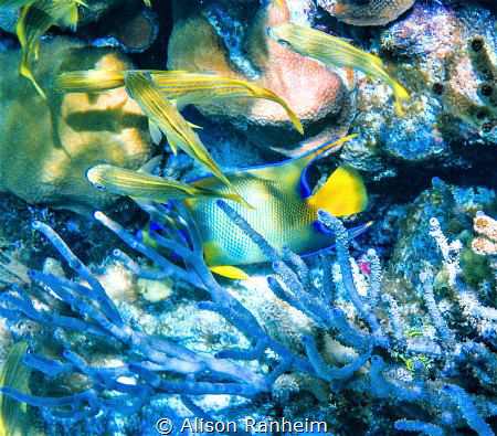 West Bay, Roatan by Alison Ranheim 
