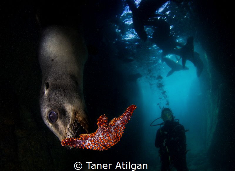 Playing sea lion puppies by Taner Atilgan 