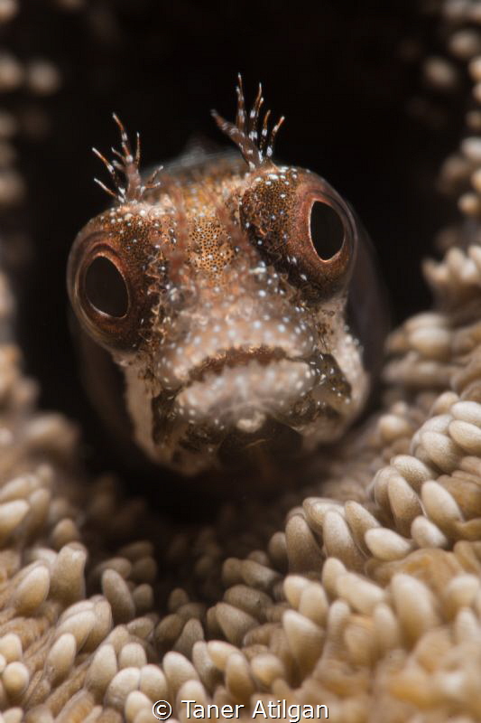 Secretary Blenny - 105mm vr + SMC - No crop by Taner Atilgan 