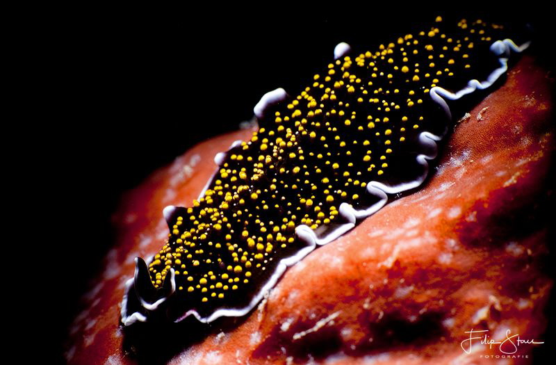 Yellowspot flatworm, Permuteran, Bali. by Filip Staes 
