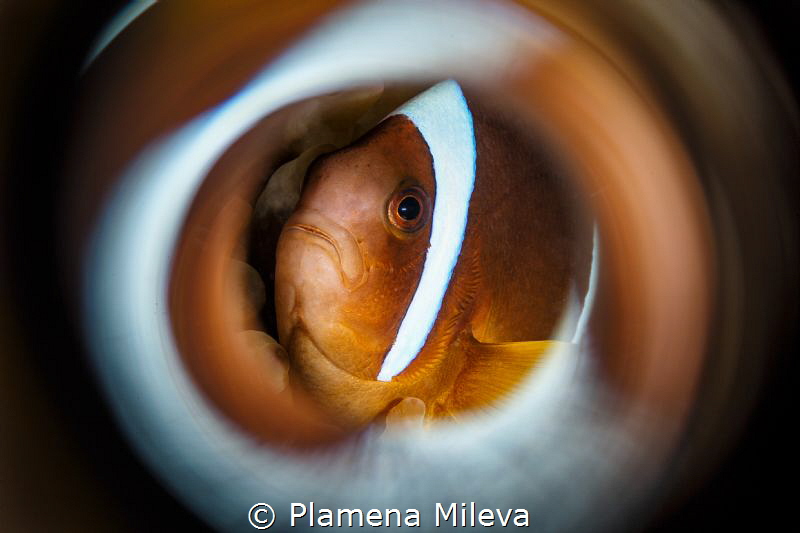 Look at you by Plamena Mileva 