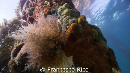 A baby Short-Headed Sea Horse hanging in between an explo... by Francesco Ricci 
