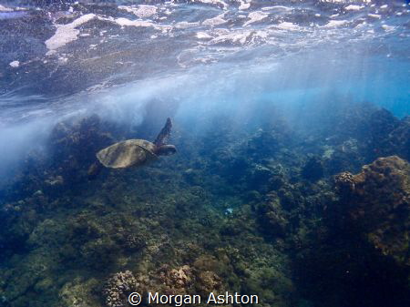 Turtle Town by Morgan Ashton 