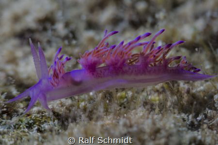 Flabellina, Kas diving turkey by Ralf Schmidt 