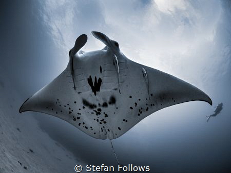 This one ...

Manta Ray - Manta alfredi (juvenile)

C... by Stefan Follows 
