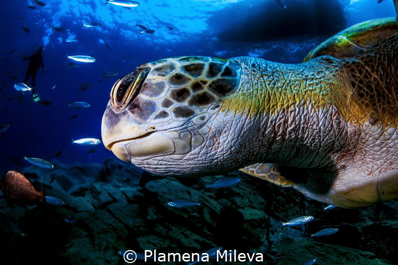 Close encounter by Plamena Mileva 