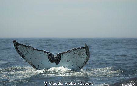 fluke......... 
humpback whale by Claudia Weber-Gebert 