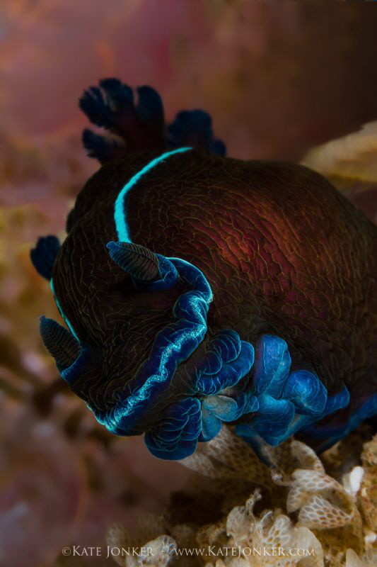 Black Nudibranch by Kate Jonker 